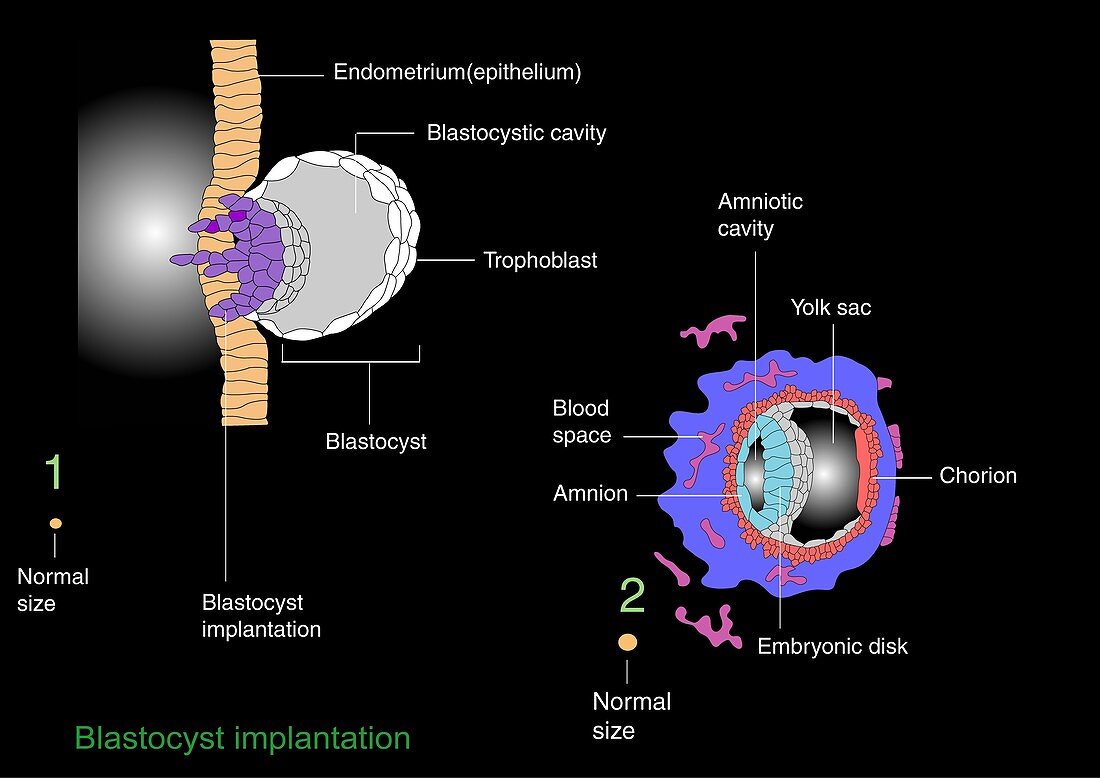 Blastocyst implantation,diagram