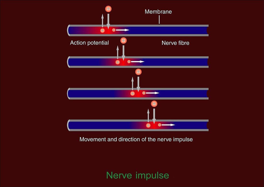 Nerve impulse propagation,diagram