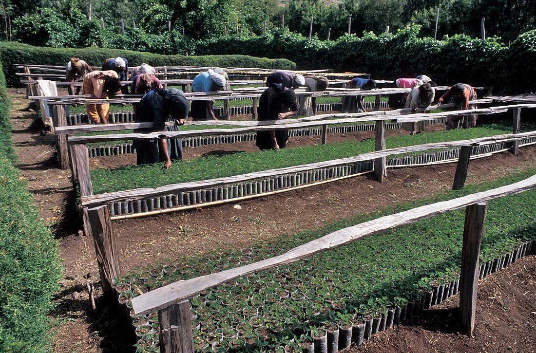 Ethiopian terrace farming