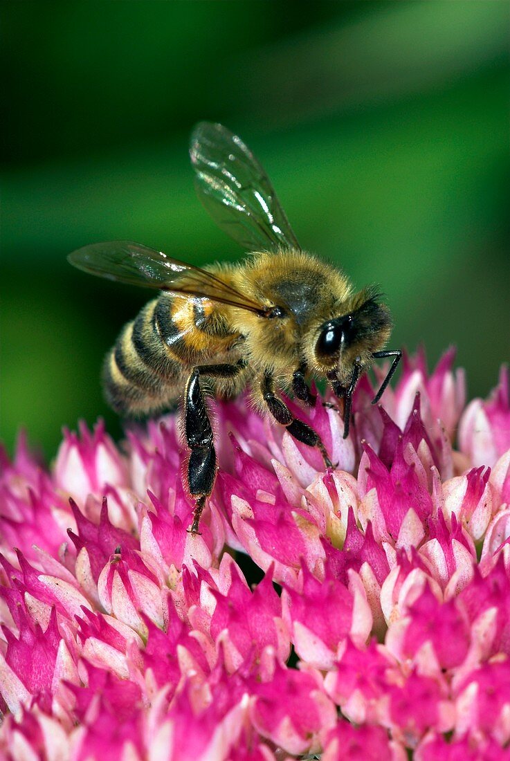 Honey bee feeding on Sedum flowers