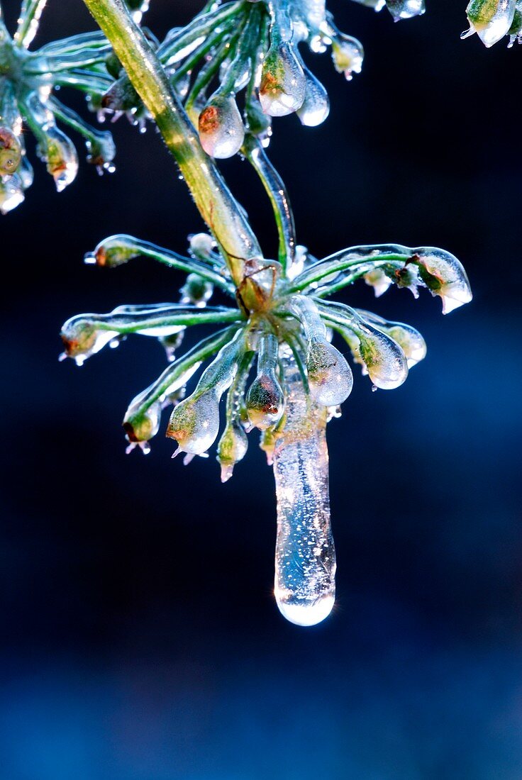 Frozen Hogweed (Heracleum sphondylium)