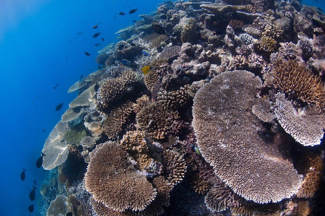 Hyacinth table corals on a reef