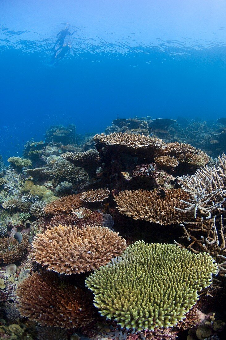 Table corals