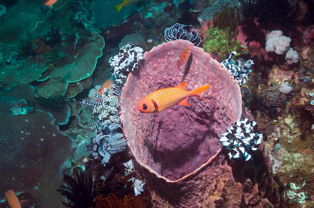 Blotcheye soldierfish on a reef