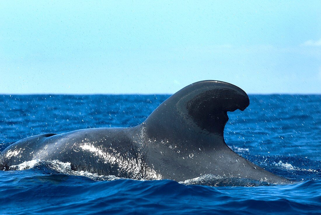 Short-finned pilot whale
