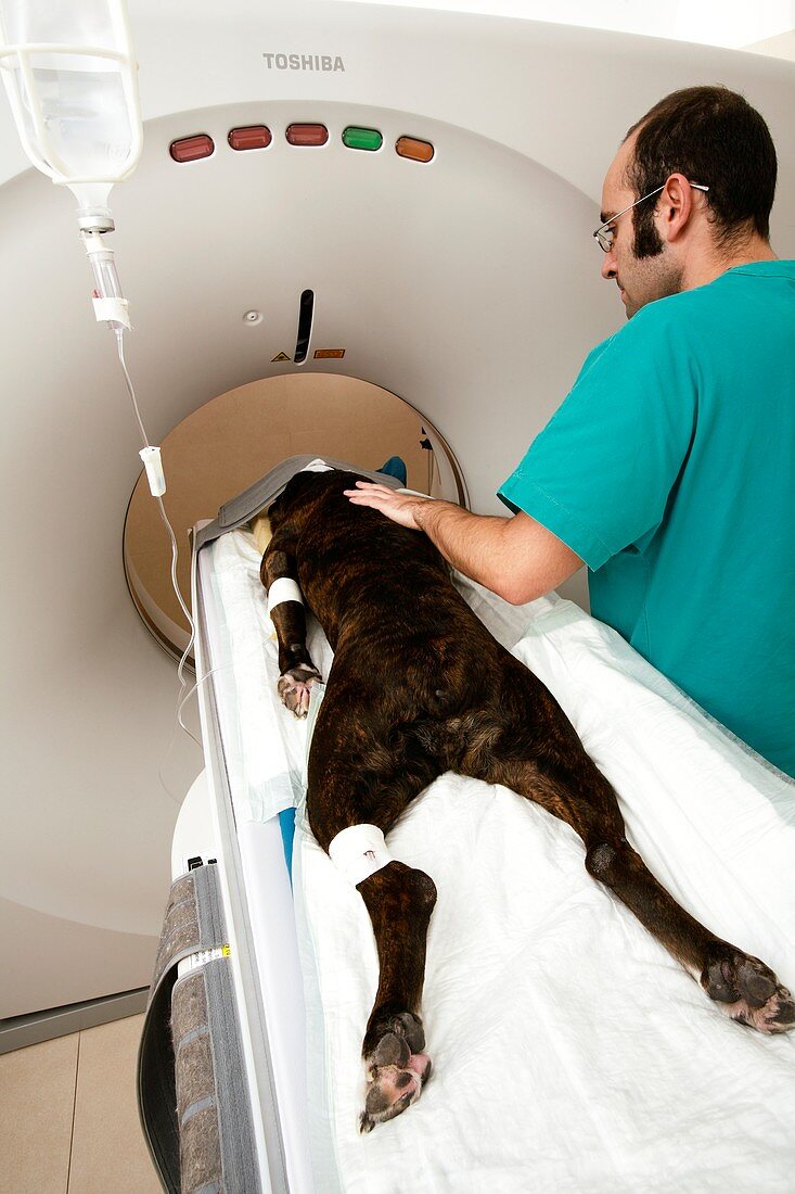 Veterinary CT scan
