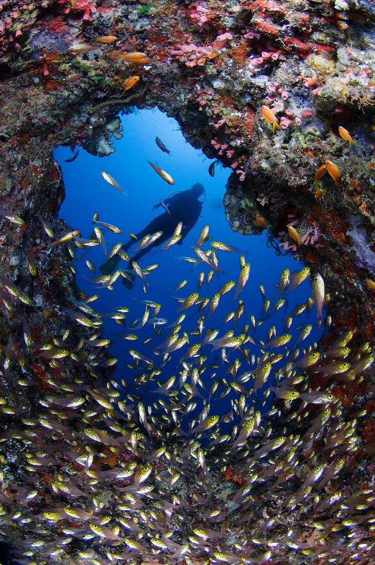 Diver watching a reef
