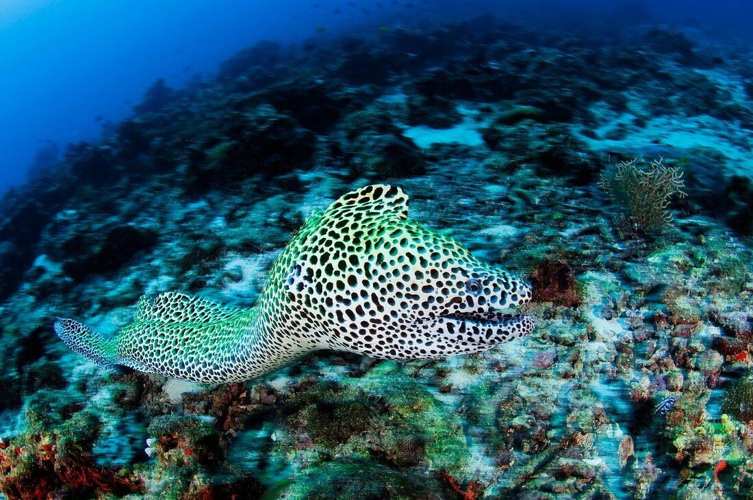 Laced moray