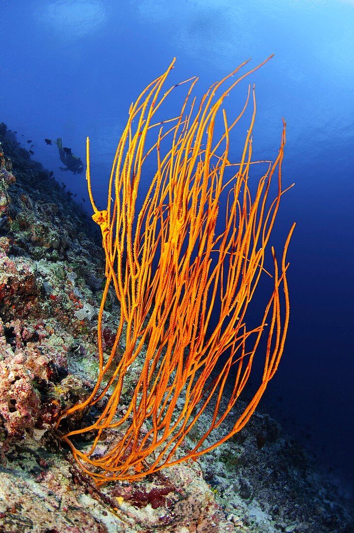 Orange whip coral