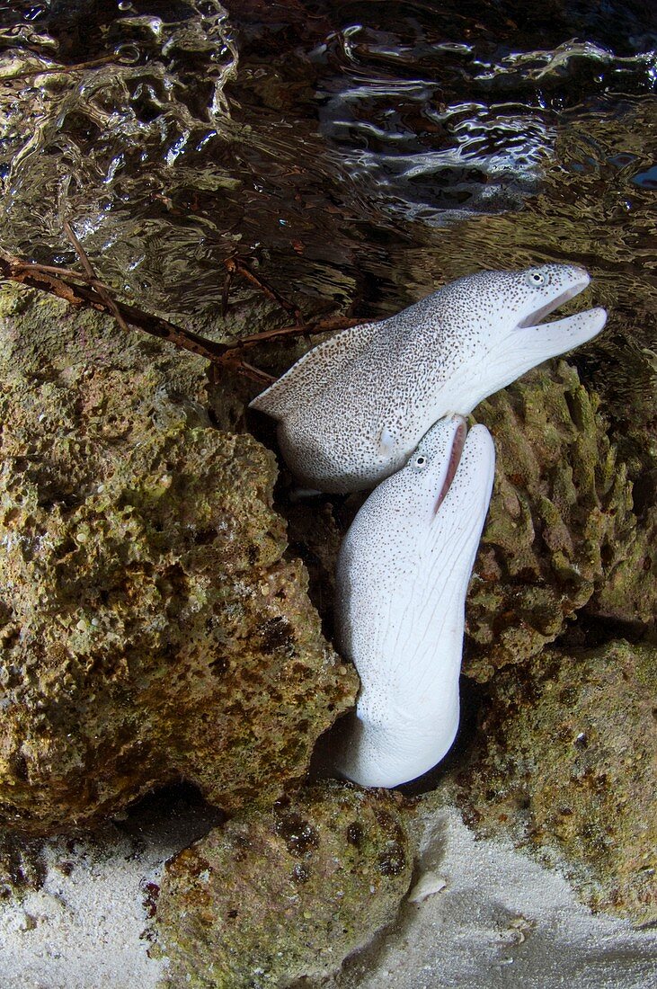 Laced morays