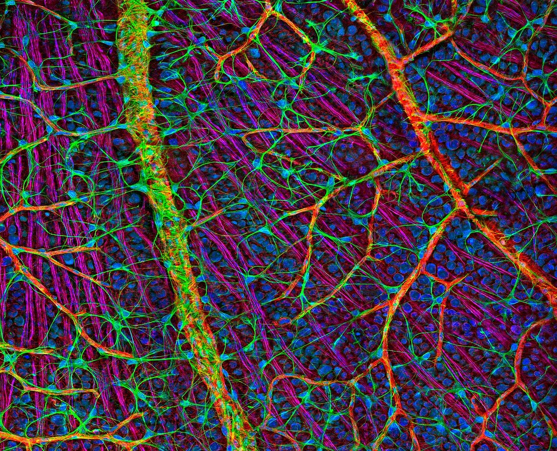 Retina blood vessels and nerve cells