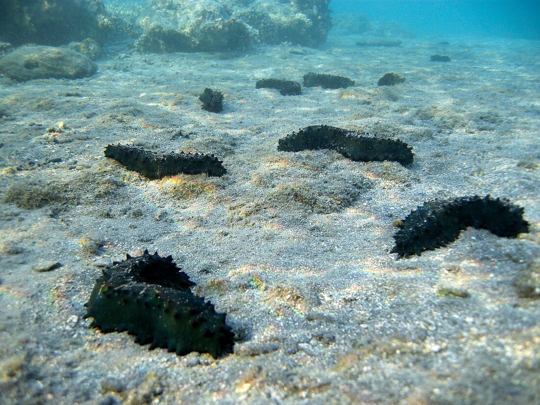 Sea cucumbers