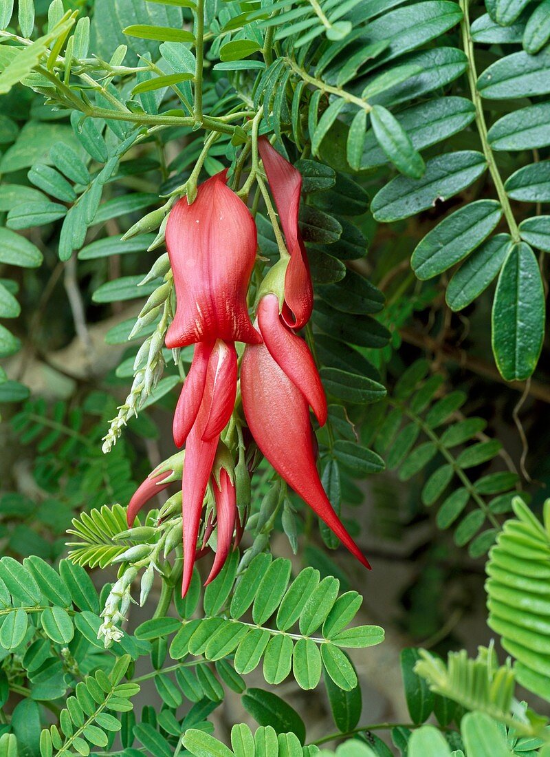 Clianthus puniceus