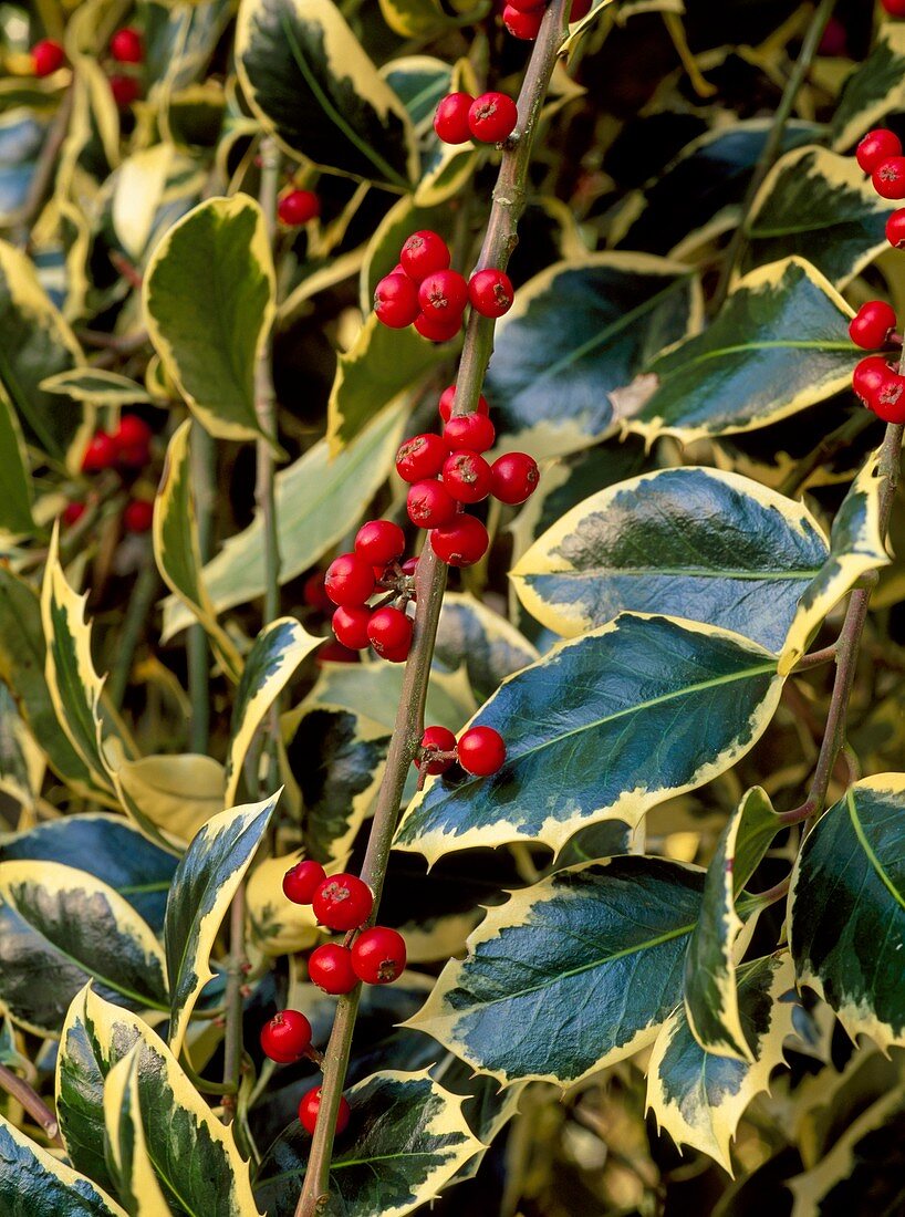 Ilex 'Argentea Marginata Pendula'