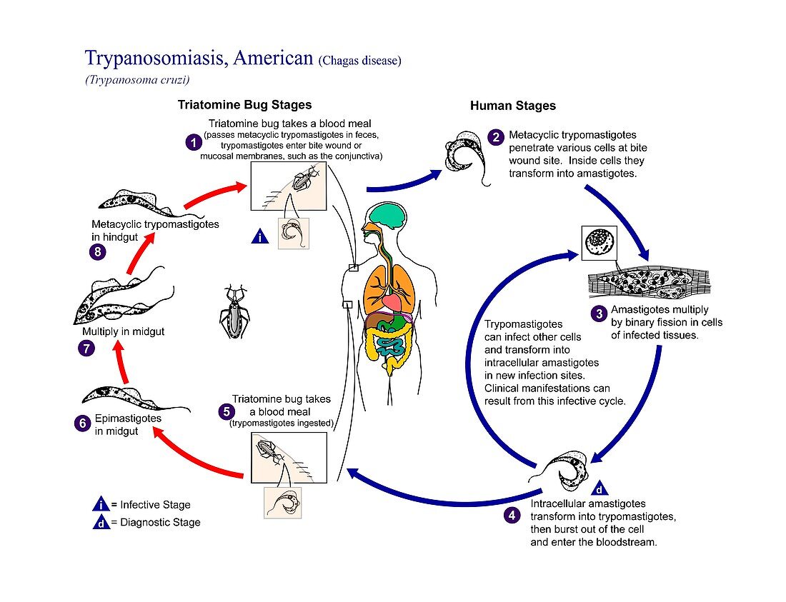 Chagas disease parasite life cycle