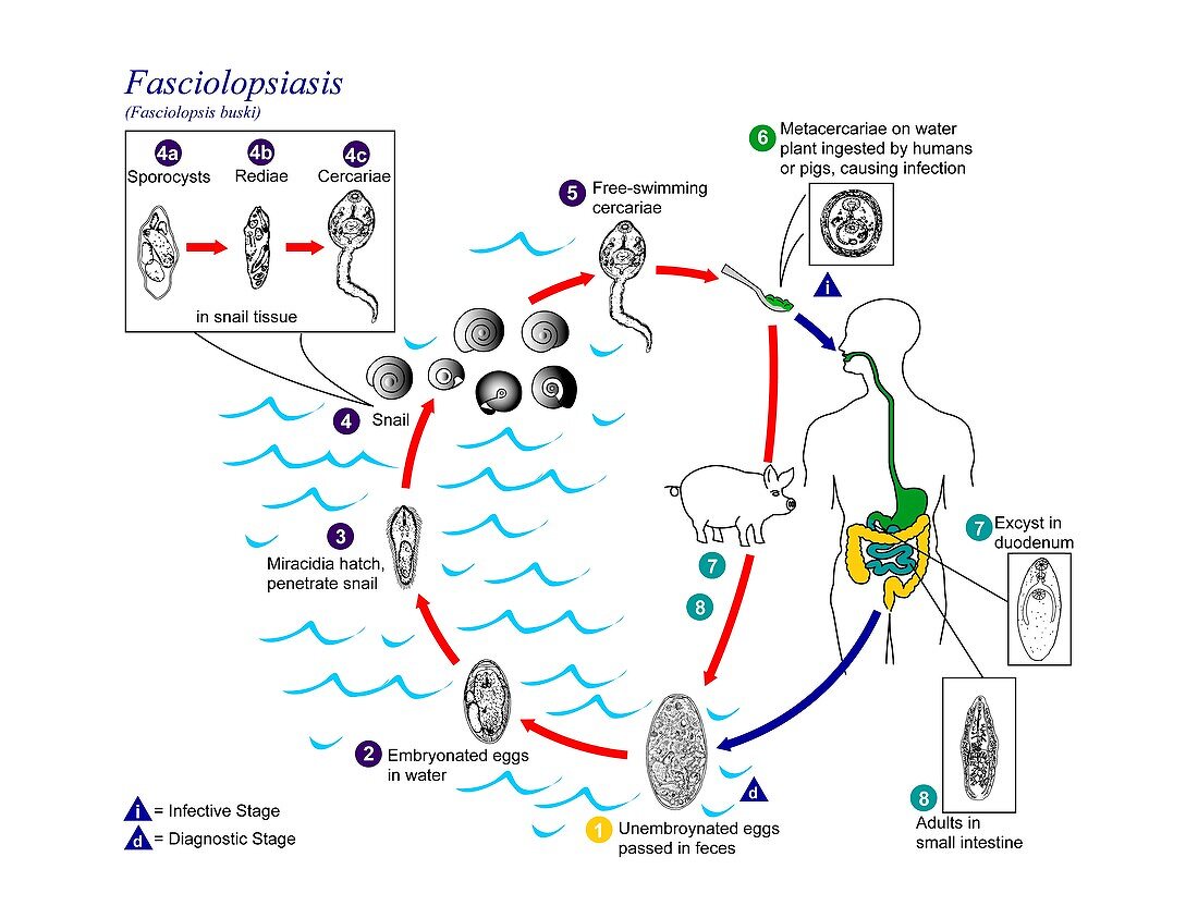 Fasciolopsiasis parasite life cycle