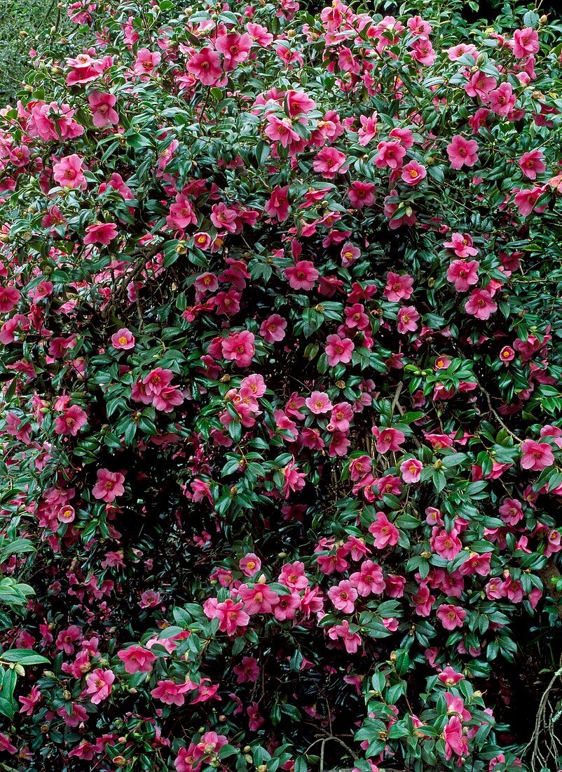 Camellia 'Rosemary Williams'