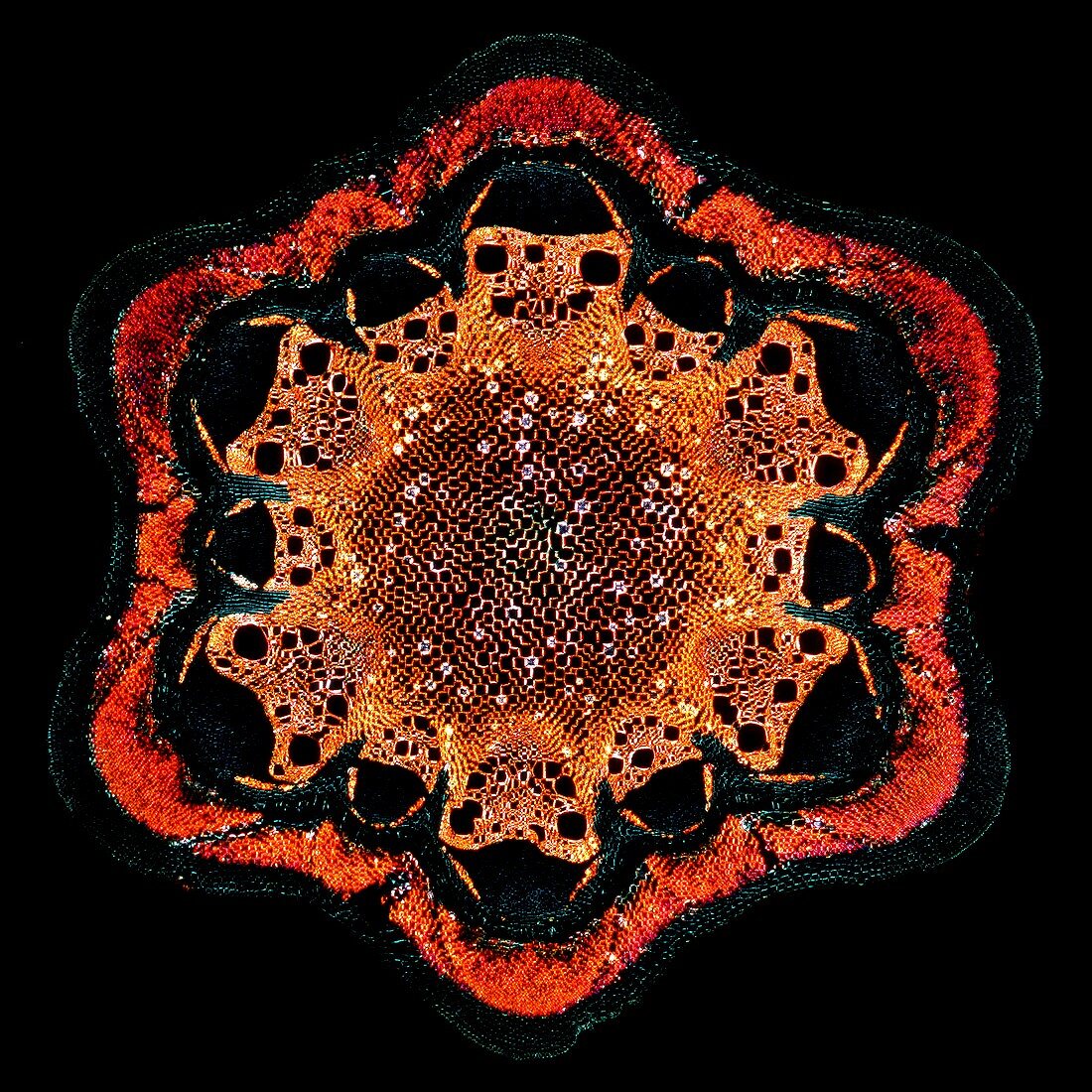 Clematis stem,light micrograph