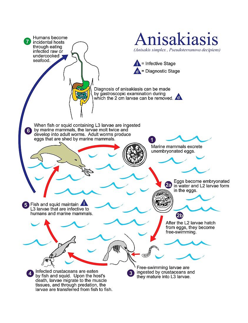 Anisakiasis parasite life cycle