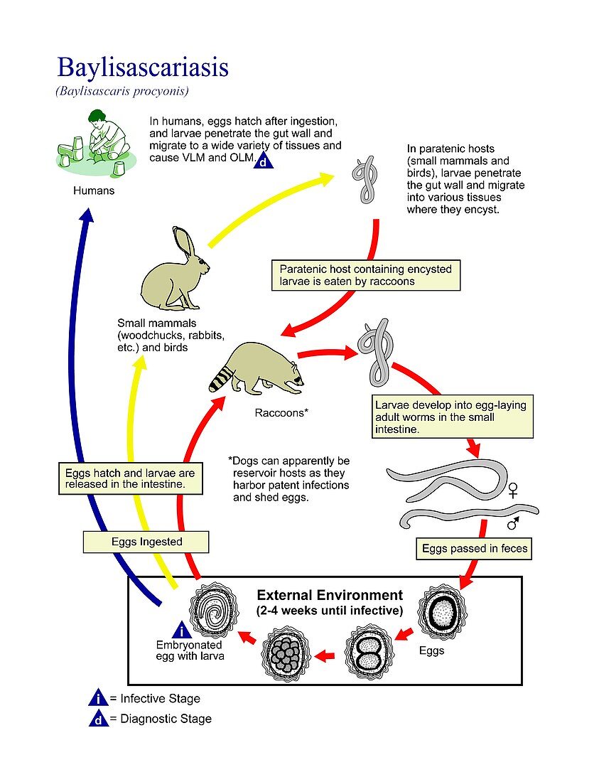Baylisascariasis parasite life cycle