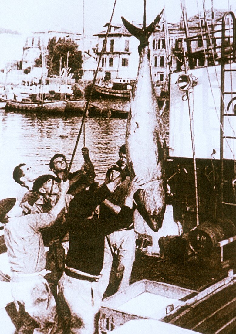 Tuna fishing,historical image