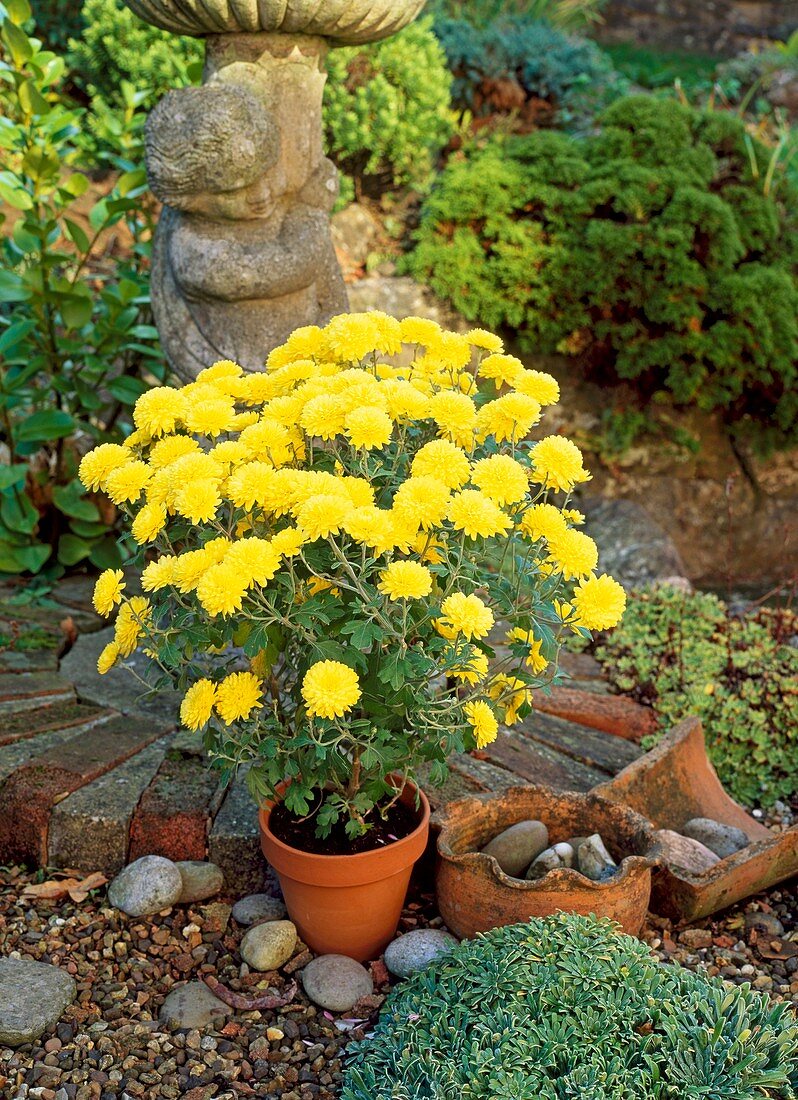 Chrysanthemum 'Constable'