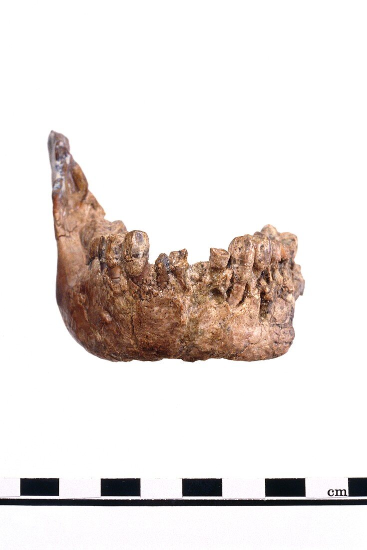 Homo habilis jaw fragment