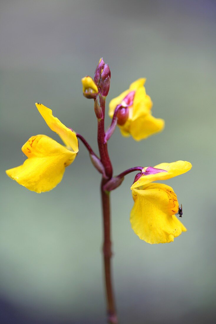 Utricularia vulgaris flowers