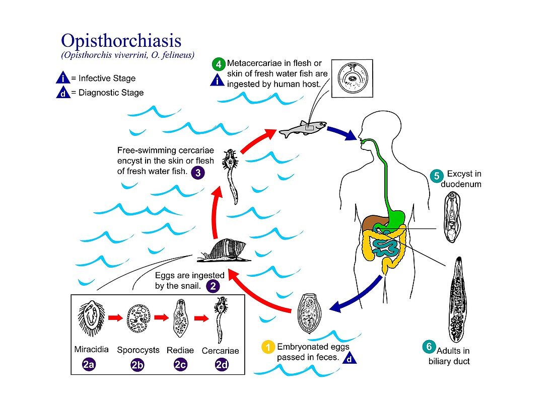 Opisthorchiasis parasite life cycle