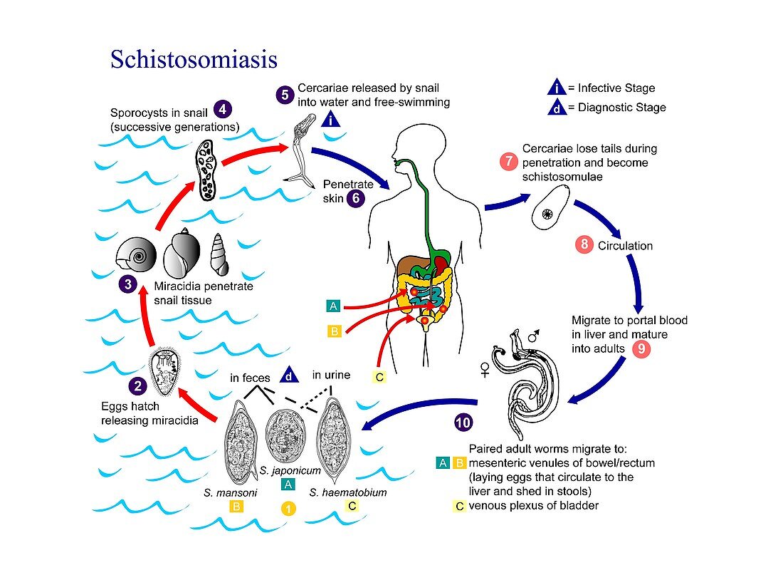 Schistosomiasis parasite life cycles
