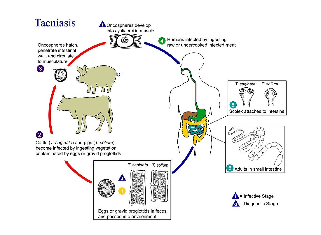 Pork and beef tapeworm life cycles