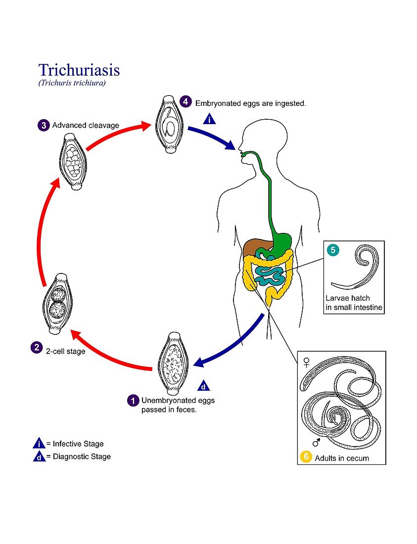 Whipworm parasite life cycle