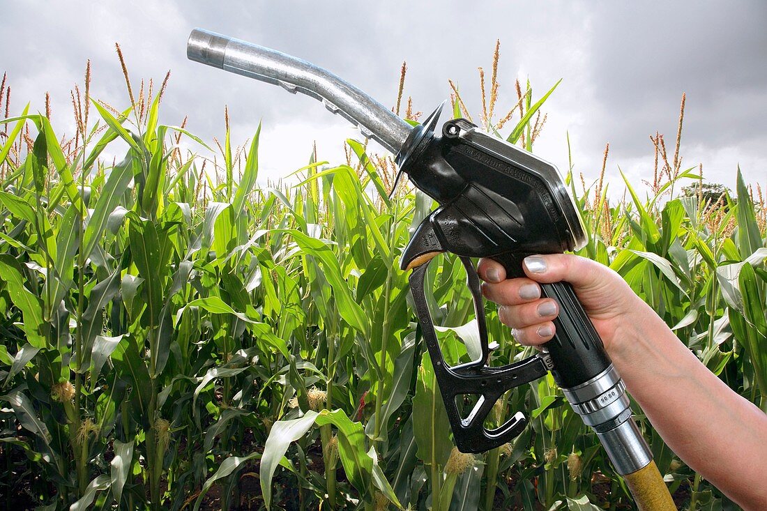 Maize biofuel,conceptual image