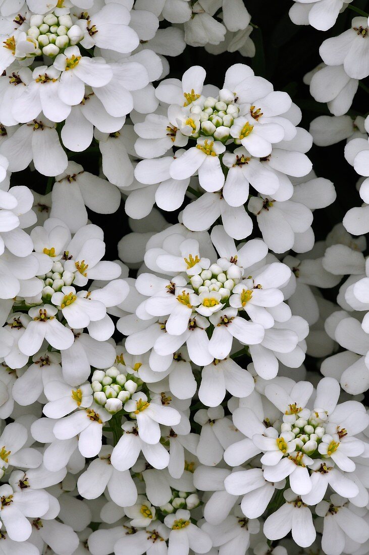 Candytuft (Iberis sempervirens)