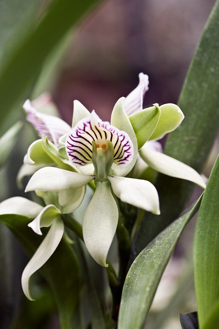 Orchid (Encyclia chacaoensis)