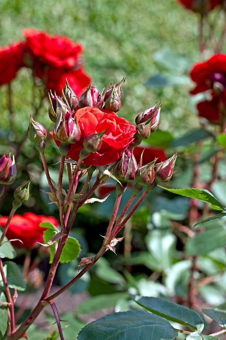 Rose (Rosa 'Allotria')