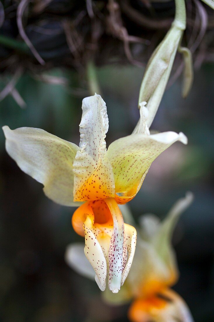 Orchid (Stanhopea saccata)