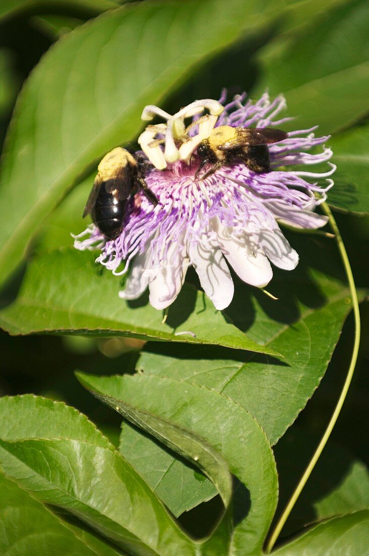 Passion flower (Passiflora sp.)