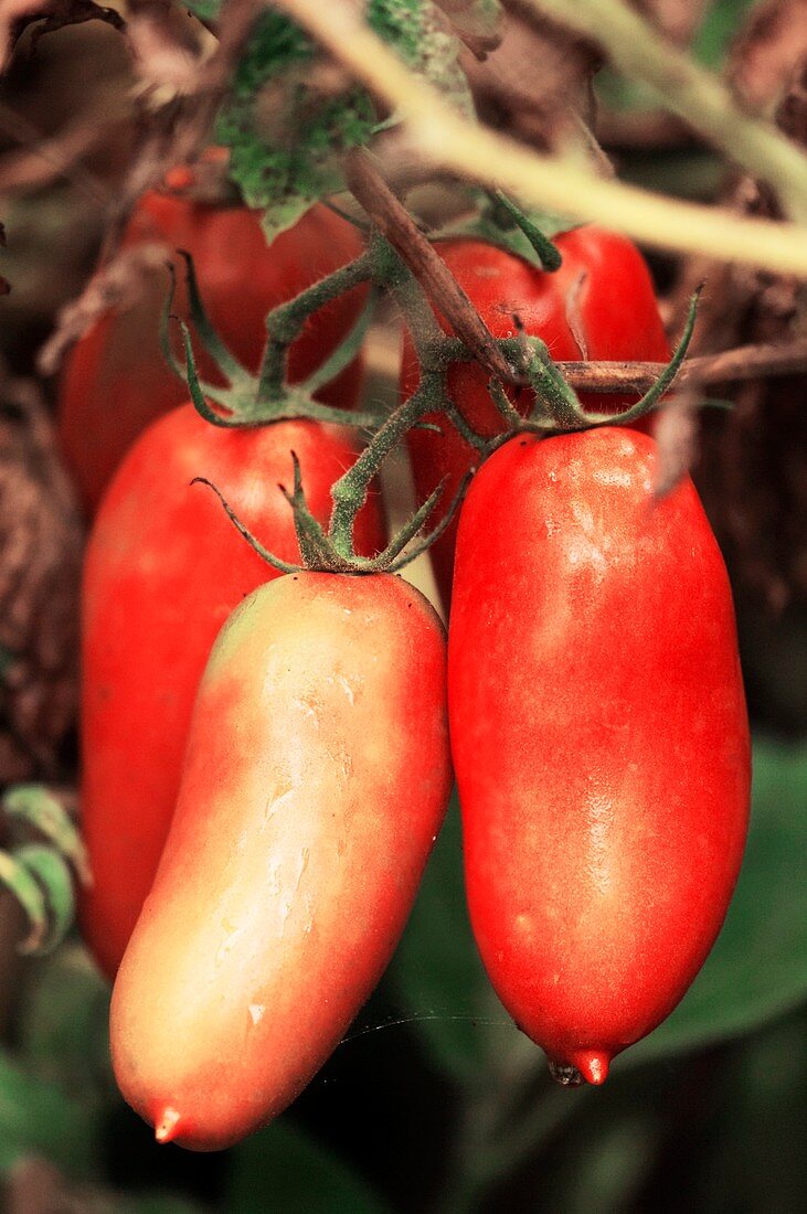 Plum Tomatoes (Solanum lycopersicon)