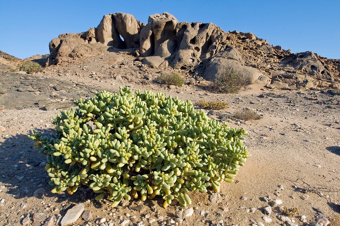 Gravel plain vegetation,Namibia