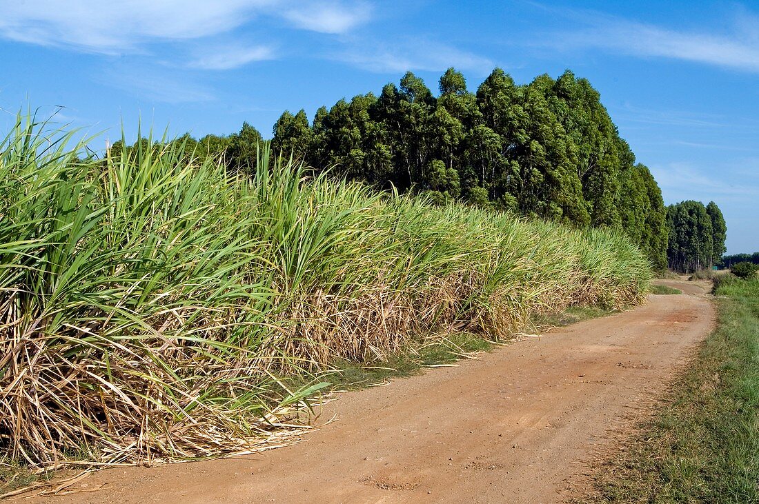 Sugar cane and gum tree plantations