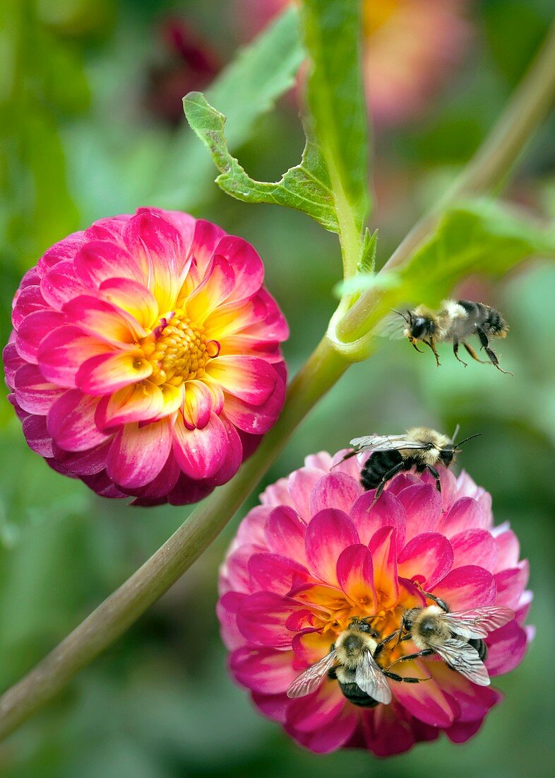 Dahlia sp. And bees