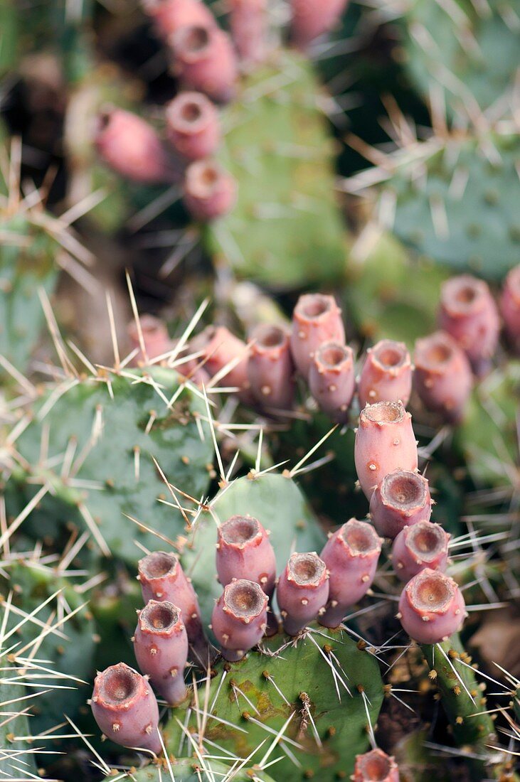 Cactus (Opuntia sp.)