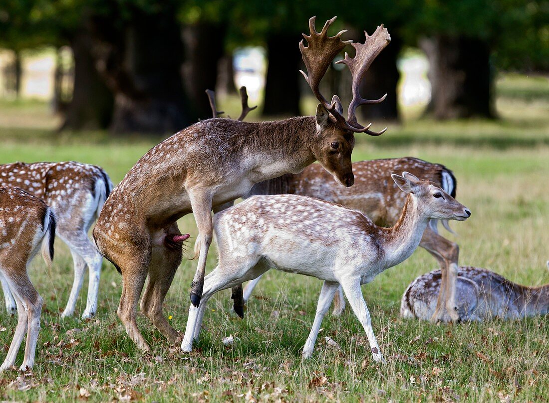 Fallow deer mating