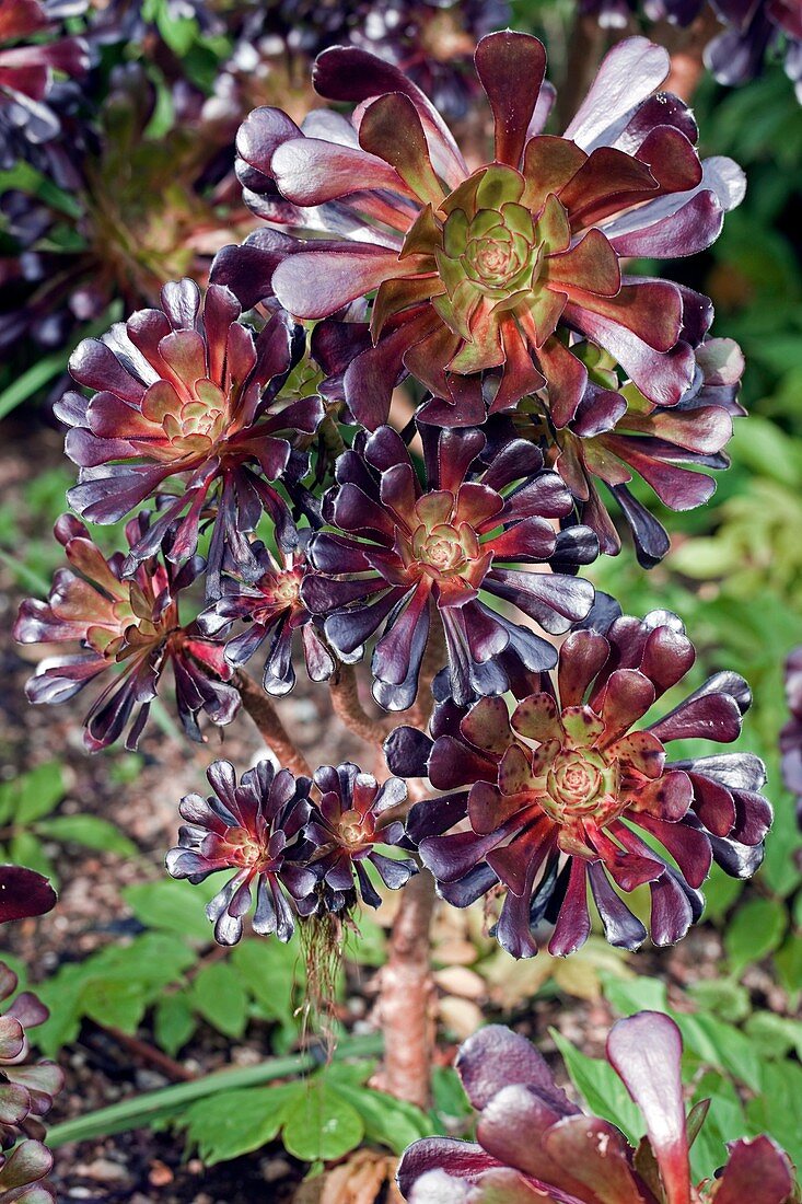 Aeonium arboreum 'Atropurpereum'