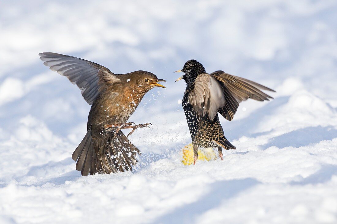Starling and blackbird in snow