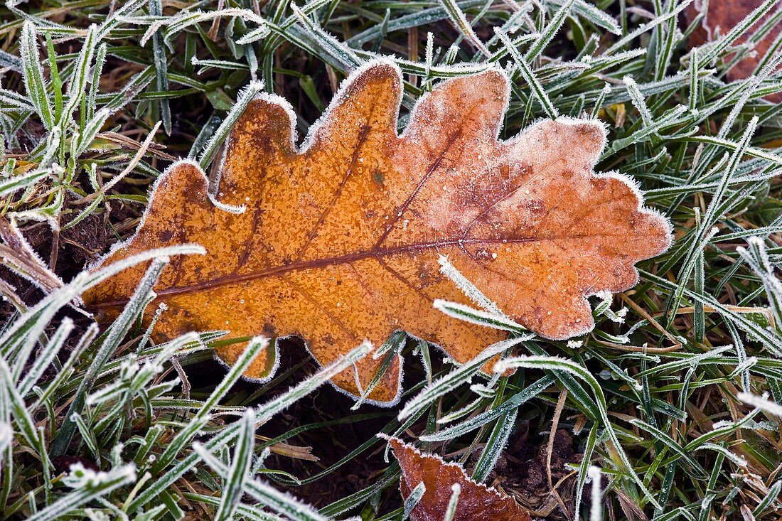 Frosted oak leaf