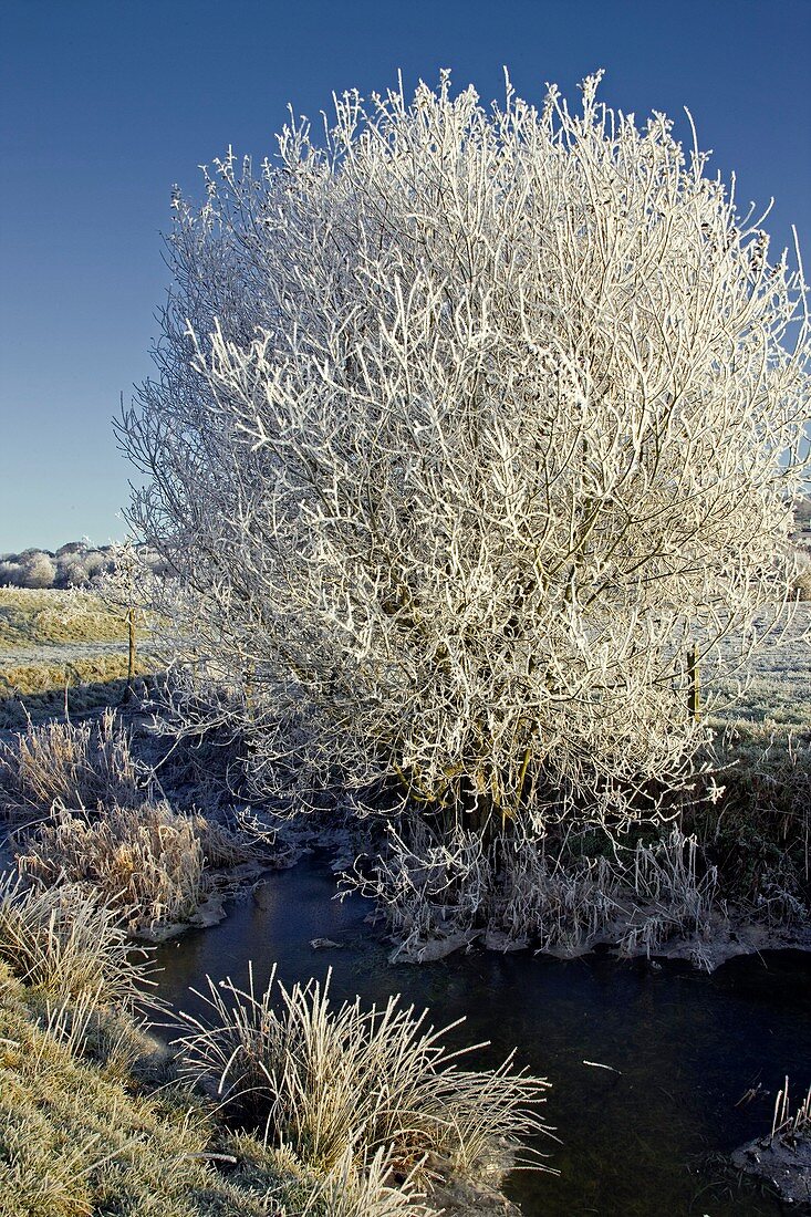 Hoar frost landscape,Devon
