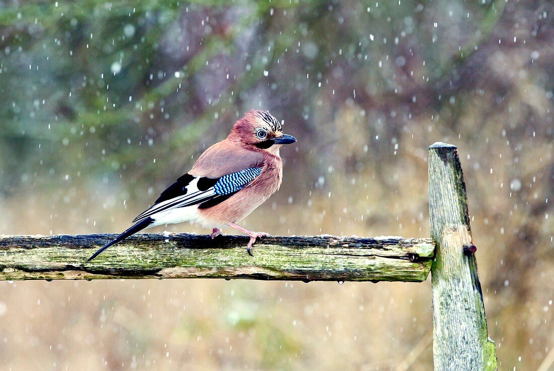 Eurasian jay