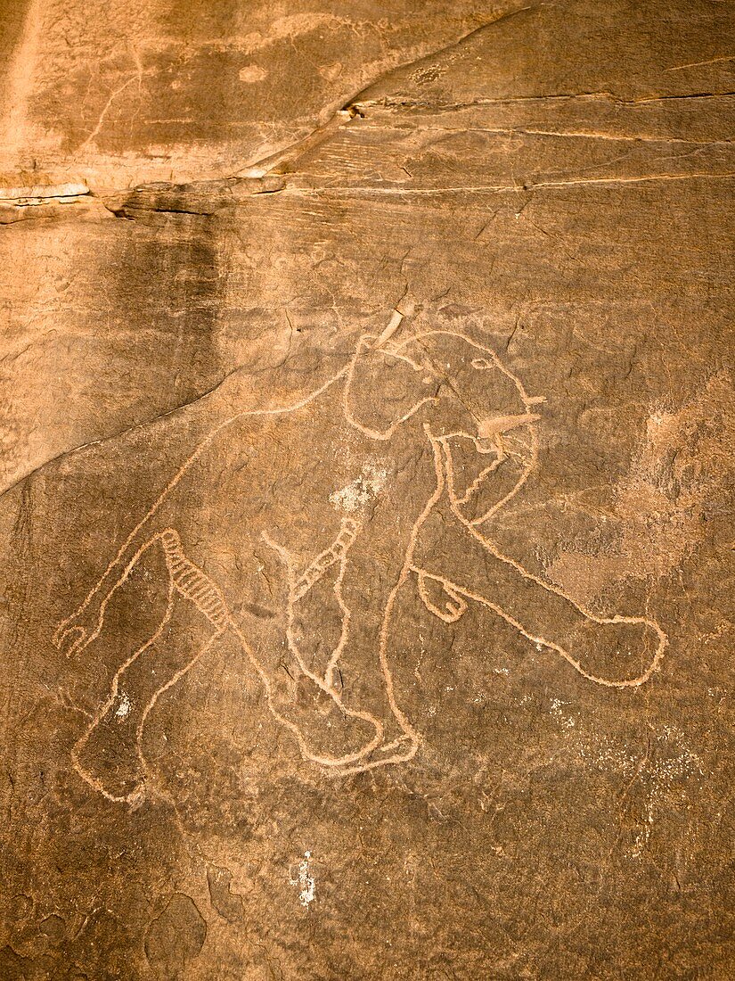 Petroglyph of Running Elephant,Libya